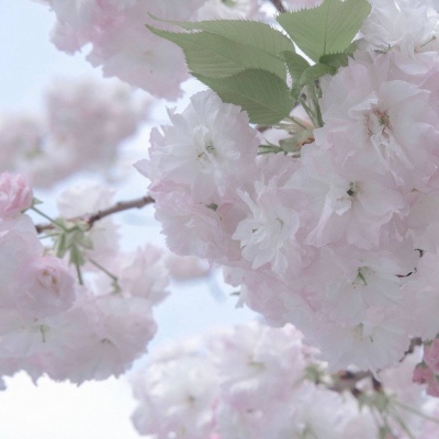 霞山福瑞交流群